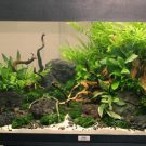 Aquascaping