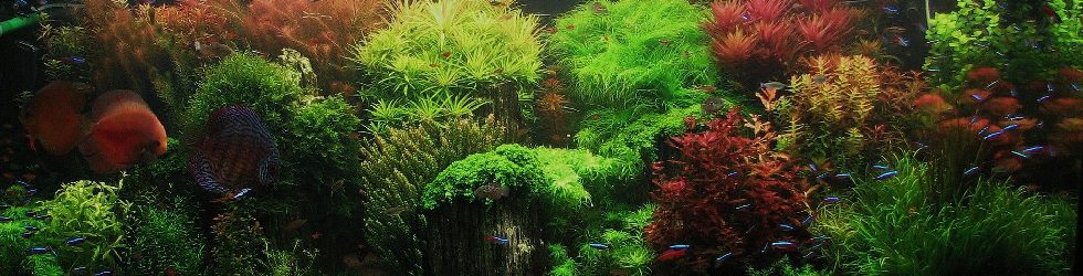 Dutch style Aquascape